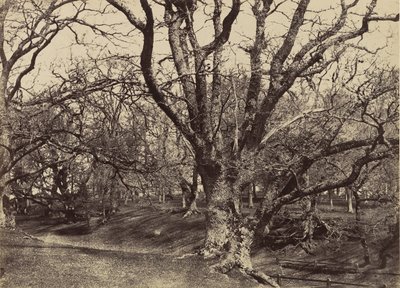 Pepperharrow Park, Surrey, 1852-54. av Benjamin Brecknell Turner