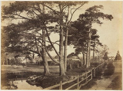 Scotch Firs, Hawkhurst av Benjamin Brecknell Turner