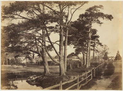 Scotch Firs, Hawkhurst, 1853. av Benjamin Brecknell Turner