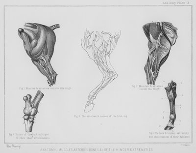 Anatomi, muskler artärer, ben etc av de hindrande extremiteterna (litho) av Benjamin Herring