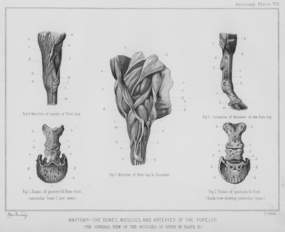 Anatomi, ben, muskler och artärer i frambenet (litho) av Benjamin Herring