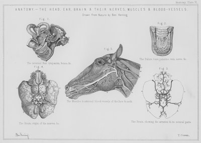 Anatomi, huvudet, örat, hjärnan och deras nerver, muskler och blodkärl (litho) av Benjamin Herring