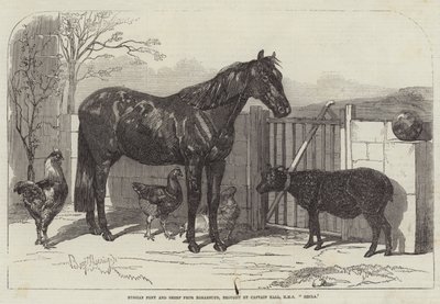 Rysk ponny och får från Bomarsund, medförd av Kapten Hall, HMS Hecla av Benjamin Herring