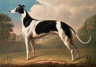 Vinthund, 1800 olja på duk av Benjamin Killingbeck