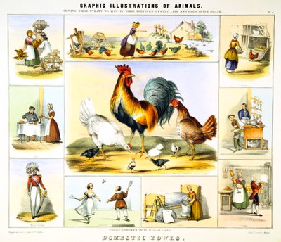 Tamfågel, c1850 av Benjamin Waterhouse Hawkins