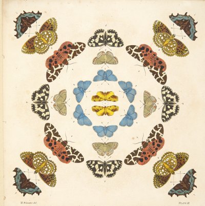Detalj från tallrik III, från En sällsynt skildring av fjärilar och malar, pub. 1764 (handfärgad gravyr) av Benjamin Wilkes