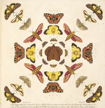 Detalj från plattan IX, från En sällsynt skildring av fjärilar och malar, pub. 1764 (handfärgad gravyr) av Benjamin Wilkes