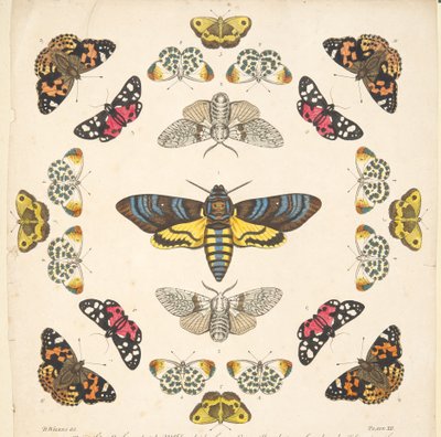 Detalj från plattan XII, från En sällsynt skildring av fjärilar och malar, pub. 1764 (handfärgad gravyr) av Benjamin Wilkes