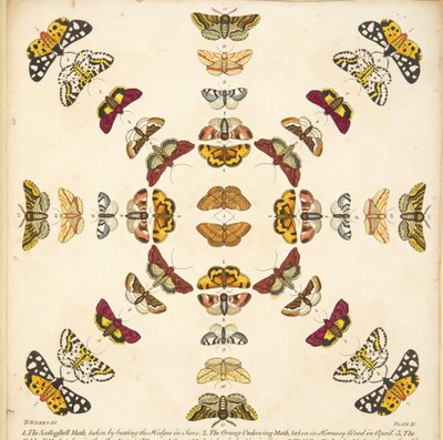 Detalj från plattan XI, från En sällsynt skildring av fjärilar och malar, pub. 1764 (handfärgad gravyr) av Benjamin Wilkes