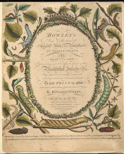 Frontispice, från En sällsynt skildring av fjärilar och malar, pub. 1764 (handfärgad gravyr) av Benjamin Wilkes