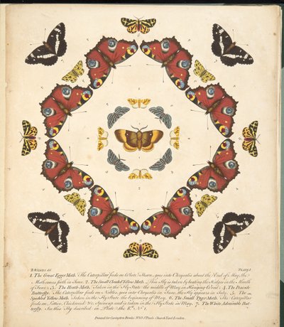 Platta 1, från En sällsynt skildring av fjärilar och malar, pub. 1764 (handfärgad gravyr) av Benjamin Wilkes