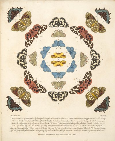 Platta III, från En sällsynt skildring av fjärilar och malar, pub. 1764 (handfärgad gravyr) av Benjamin Wilkes