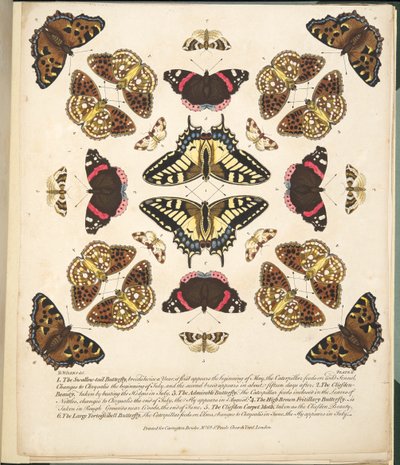 Platta II, från En sällsynt skildring av fjärilar och malar, pub. 1764 (handfärgad gravyr) av Benjamin Wilkes