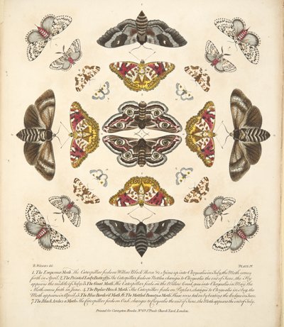 Platta IV, från En sällsynt skildring av fjärilar och malar, pub. 1764 (handfärgad gravyr) av Benjamin Wilkes