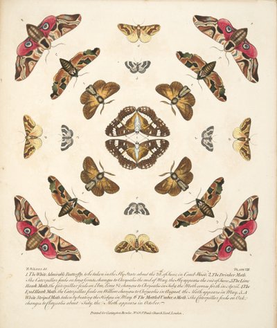Platta VIII, från En sällsynt skildring av fjärilar och malar, pub. 1764 (handfärgad gravyr) av Benjamin Wilkes