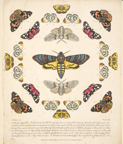 Platta XII, från En sällsynt skildring av fjärilar och malar, pub. 1764 (handfärgad gravyr) av Benjamin Wilkes