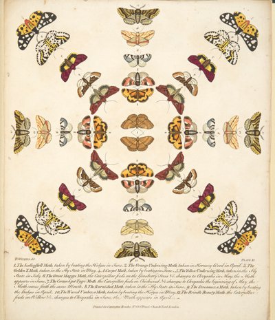 Platta XI, från En sällsynt skildring av fjärilar och malar, pub. 1764 (handfärgad gravyr) av Benjamin Wilkes