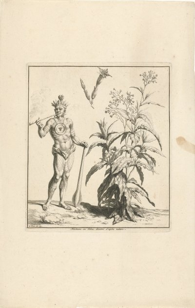 Tobaksväxt och infödd invånare i Amerika Nicotiana eller Tabac dessine d