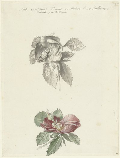 Studieblad med en ros av Bernard Picart
