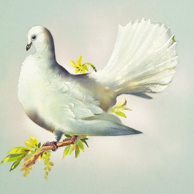 Fantail Dove (gouache på papper) av Bert Illoss