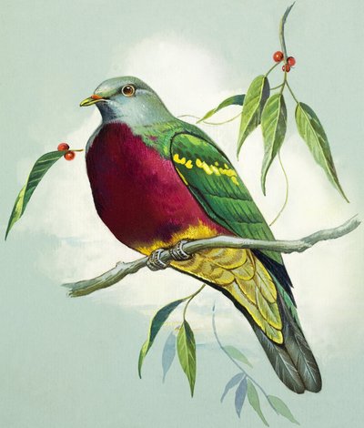 Magnifik fruktduva (gouache på papper) av Bert Illoss