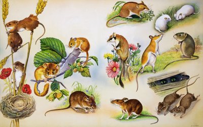Möss (gouache på papper) av Bert Illoss