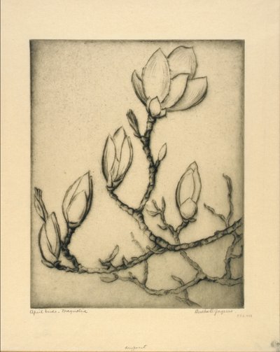 Aprilknoppar--Magnolia av Bertha E. Jaques