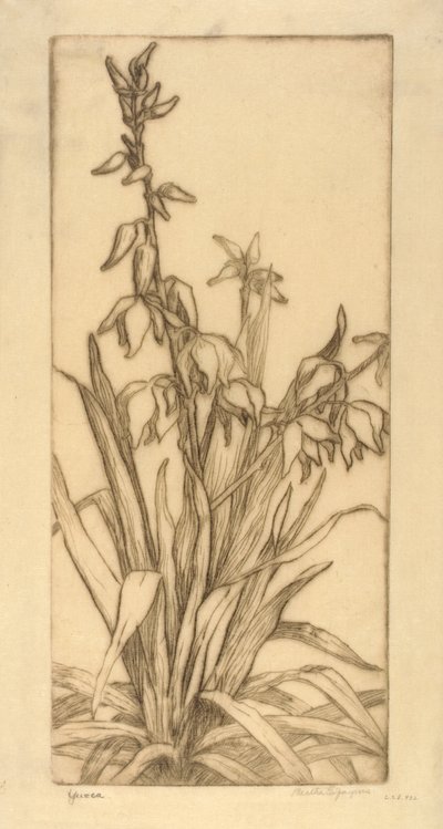 Yucca av Bertha E. Jaques