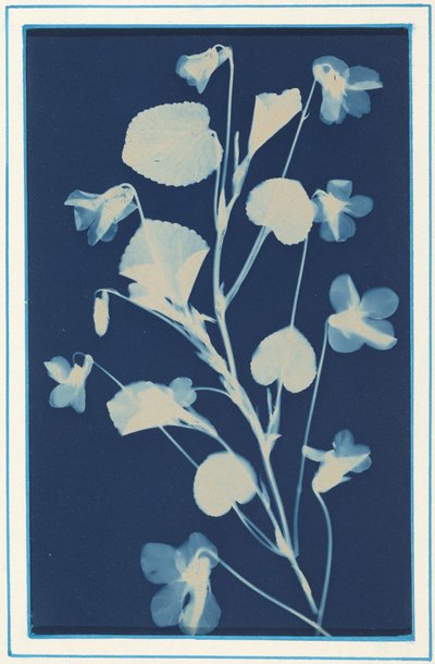 Utan titel,ca. 1900 (foto) av Bertha Jaques