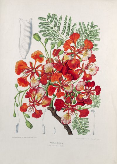 Poinciana Regia, illustration från Selected Flowers, Fruits and Foliages of the Flora and Pomona of the Island of Java, graverad av G. Severeyns, 1885 (färgad kromolitografi) av Berthe Hoola van Nooten