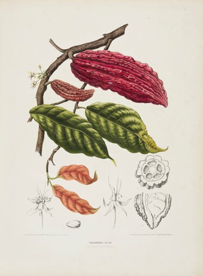 Theobroma, kakaoträd, c1840-1890. av Berthe Hoola van Nooten