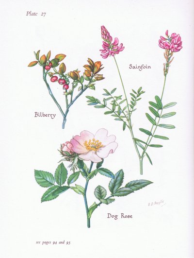 Blåbär eller blåbär, Dog Rose, Sainfoin, 1951 av Bessie D. Inglis
