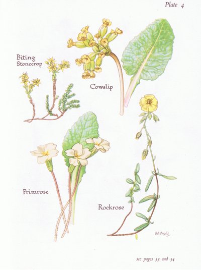 Bitande stengröt eller väggpeppar, cowslip, Rockrose, Primrose, 1951 av Bessie D. Inglis