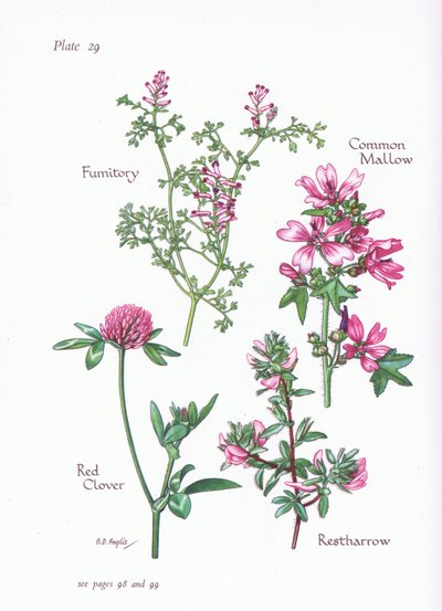 Malva, Restharrow, Fumitory, Rödklöver, 1951 av Bessie D. Inglis