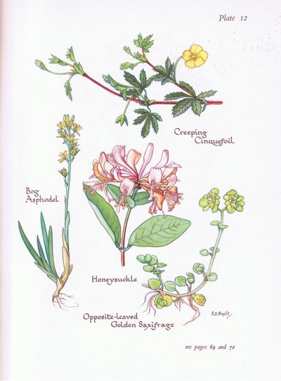 Krypande Cinquefoil, Moss Asphodel, Honeysuckle eller Woodbine, Opposite -Leaved Golden Saxifrage, 1951 av Bessie D. Inglis