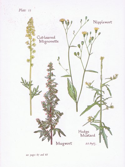 Skärbladsmignonette, byngröt, bröstvårt, häcksenap, 1951 av Bessie D. Inglis