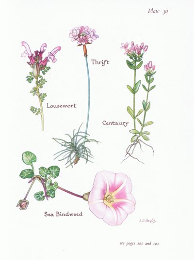 Lusört, Thrift eller Sea Pink, Centaury, Sea Bindweed, 1951 av Bessie D. Inglis
