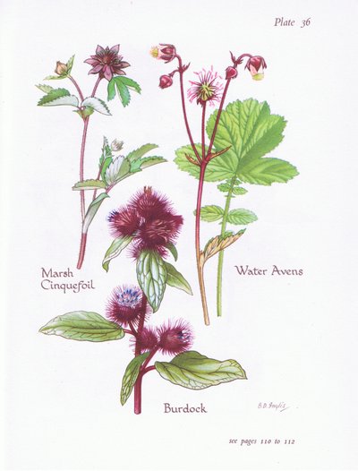 Marsh Cinquefoil, kardborre, Water Avens, 1951 av Bessie D. Inglis