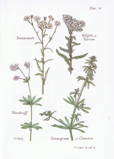 Sneezewort, Milfoil eller Yarrow, Woodruff, Goosegrass eller Cleavers, 1951 av Bessie D. Inglis