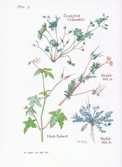 Storks Bill, Doves Foot, Cranesbill, Herb Robert, 1951 av Bessie D. Inglis