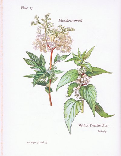 White Deadnettle, Meadow Sweet, 1951 av Bessie D. Inglis