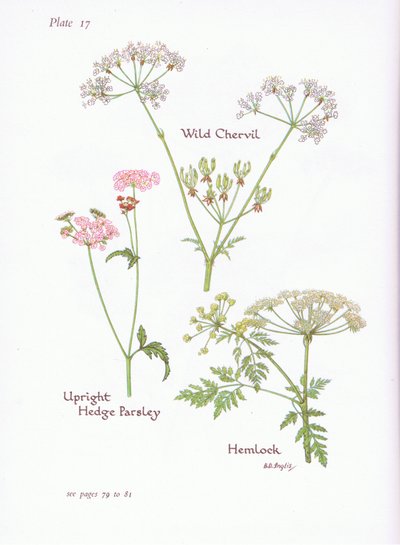 Wild Chevril, Hemlock, Upright Hedge Persilja, 1951 av Bessie D. Inglis