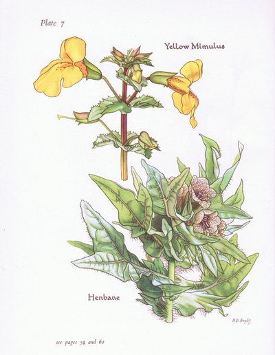 Yellow Mimulus, Henbane, 1951 av Bessie D. Inglis