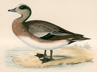 American Wigeon av Beverley R. Morris