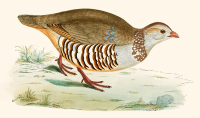 Barbary Partridge av Beverley R. Morris