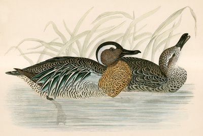 Garganey Teal av Beverley R. Morris