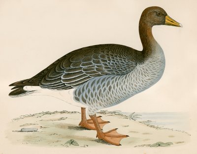 Grå Laggås av Beverley R. Morris