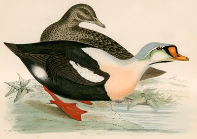 Kung Anka av Beverley R. Morris