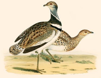 Lilla bustard av Beverley R. Morris