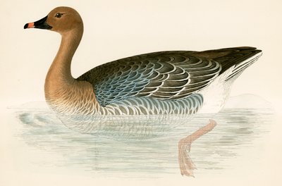 Rosafotad gås av Beverley R. Morris